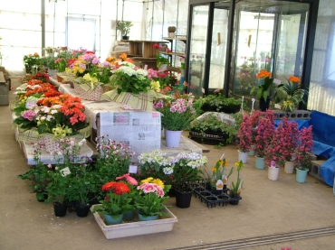 「花のいしざか」　（熊本県阿蘇郡高森町）の花屋店舗写真1