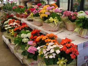 「花のいしざか」　（熊本県阿蘇郡高森町）の花屋店舗写真2